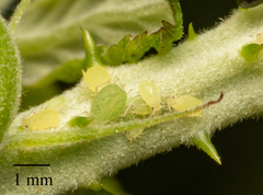 Aphis