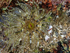 Aulactinia verrucosa