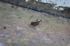 Chorthippus macrocerus