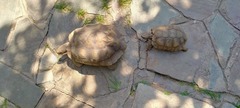 Chelonoidis chilensis