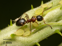 Dolichoderus quadripunctatus