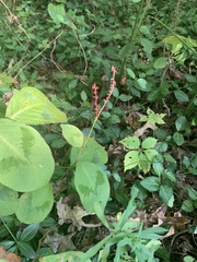 Persicaria filiformis