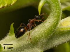 Dolichoderus quadripunctatus