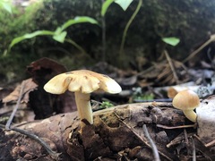 Gymnopilus penetrans