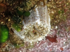 Aulactinia verrucosa