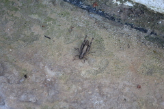 Chorthippus macrocerus