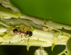 Dolichoderus quadripunctatus