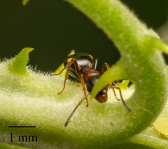 Dolichoderus quadripunctatus