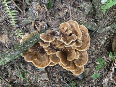 Bondarzewia occidentalis