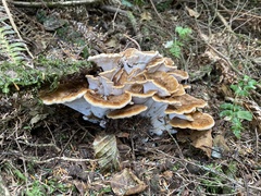 Bondarzewia occidentalis