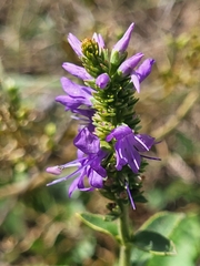Veronica barrelieri