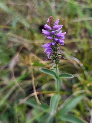 Veronica barrelieri