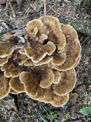 Bondarzewia occidentalis