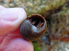 Clibanarius erythropus