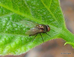 Agromyzinae