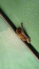 Pipistrellus