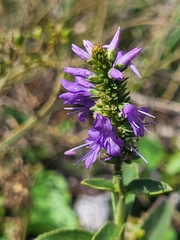 Veronica barrelieri