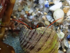 Clibanarius erythropus