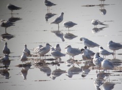 Ichthyaetus melanocephalus