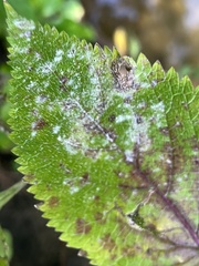 Golovinomyces cichoracearum