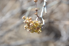 Asclepias albicans