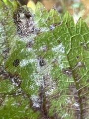 Golovinomyces cichoracearum