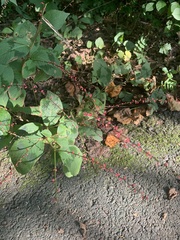 Persicaria filiformis