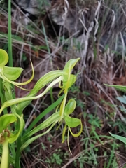 Habenaria jaliscana