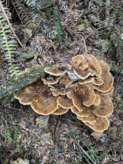 Bondarzewia occidentalis