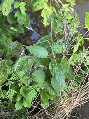 Golovinomyces cichoracearum