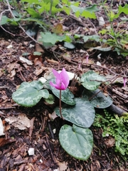 Cyclamen purpurascens