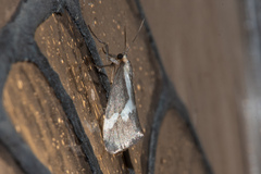 Cisthene liberomacula