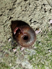Helicodonta obvoluta