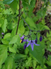 Solanum dulcamara
