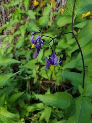 Solanum dulcamara