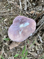 Russula mariae
