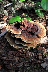 Phaeolus