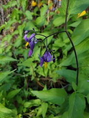 Solanum dulcamara