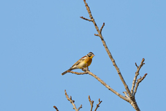 Emberiza flaviventris
