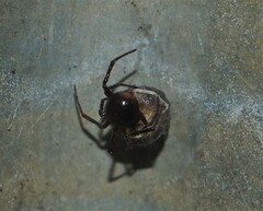 Steatoda borealis