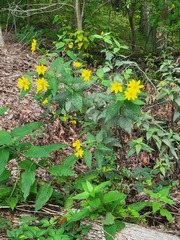 Helianthus hirsutus
