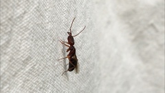 Odontomachus