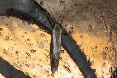 Cisthene liberomacula