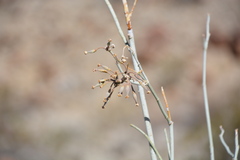 Asclepias albicans