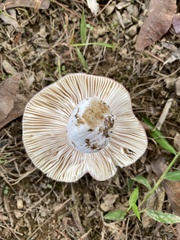 Russula mariae