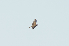 Hieraaetus wahlbergi