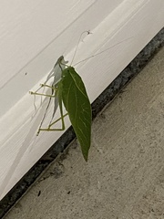 Microcentrum californicum