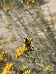 Crossidius suturalis