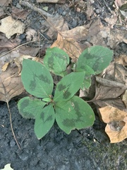 Persicaria filiformis