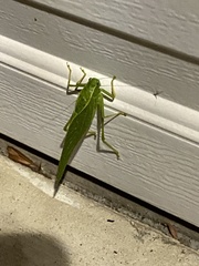 Microcentrum californicum